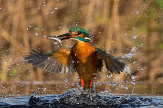 Kingfisher catching a fish