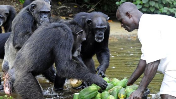 _91302297_chimpances_getty3.jpg (560×315)