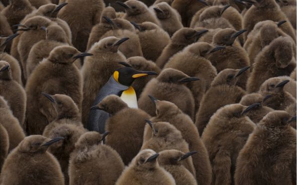 King Penguins