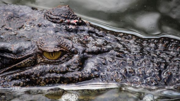 partially submerged crocodile