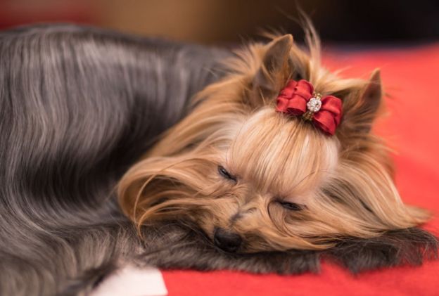 பேரழுகு செல்லப்பிராணிகள் : இங்கிலாந்தில் நடைபெறும் பிரம்மாண்ட கண்காட்சி (புகைப்படத் தொகுப்பு)