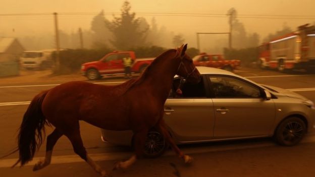 People leave San Ramon in a car taking their horse by the reins after a forest fire devastated the nearby town of Santa Olga