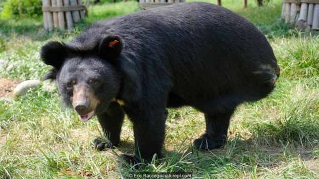 Bu siyah Asya ayısı bacağını tuzağa kaptırıp kaybetmiş