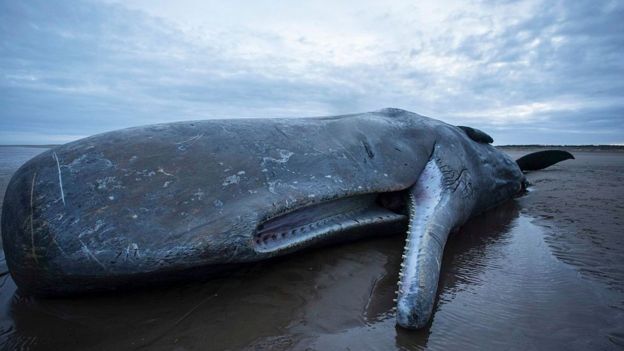 Una ballena muerta en la orilla de una playa