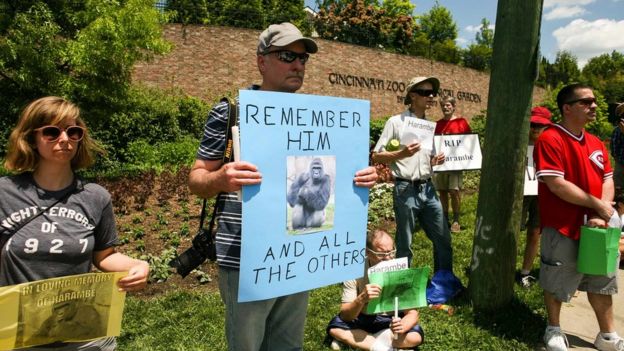 People attending a vigil outside the Cincinnati Zoo and Botanical Garden hold placards mourning Harambe (30 May 2016)