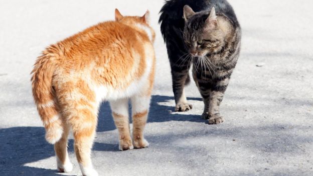 Кошки часто конфликтуют друг с другом