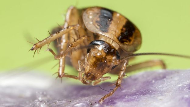 Cucaracha