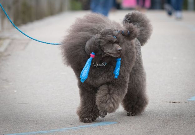 பேரழுகு செல்லப்பிராணிகள் : இங்கிலாந்தில் நடைபெறும் பிரம்மாண்ட கண்காட்சி (புகைப்படத் தொகுப்பு)