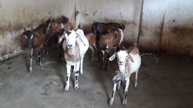 Os animais de Kunwar
