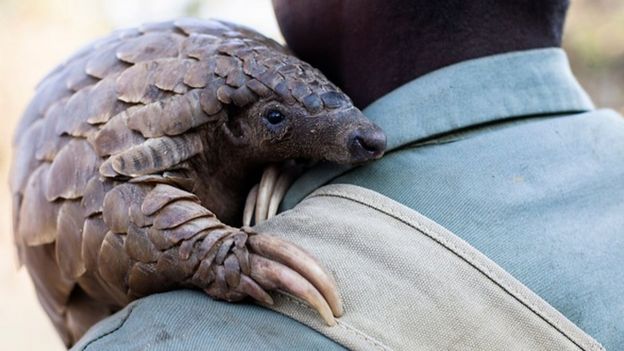 Un pangolin sur l'épaule d'un conservateur de la faune, au Zimbabwe