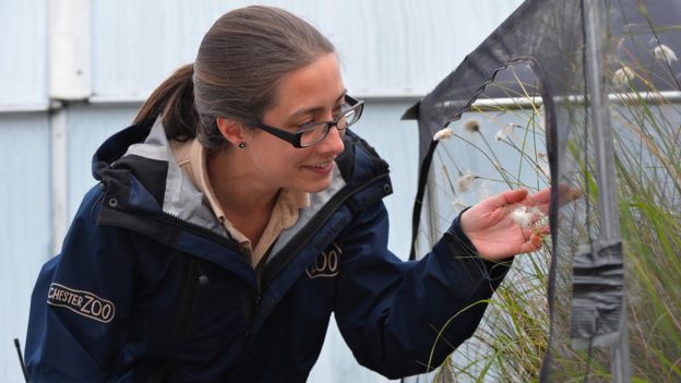 scientist in butterfly enclosure