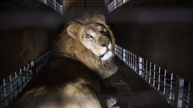 A crate carrying one of the 33 Lions rescued from circuses in Peru and Columbia is lifted onto the back of a lorry before being transported to a private reserve on April 30, 2016 in Johannesburg, South Africa.