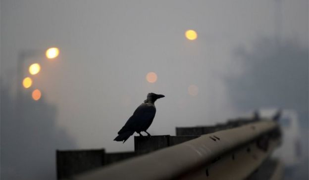 A crow sits on the railing of an overpass enveloped by smoke and smog, on the morning following Diwali festival in New Delhi, India, Monday, Oct. 31, 2016