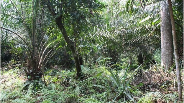 Rainforest, Congo Basin (Image: Rachel Agnew/Rainforest Foundation UK)