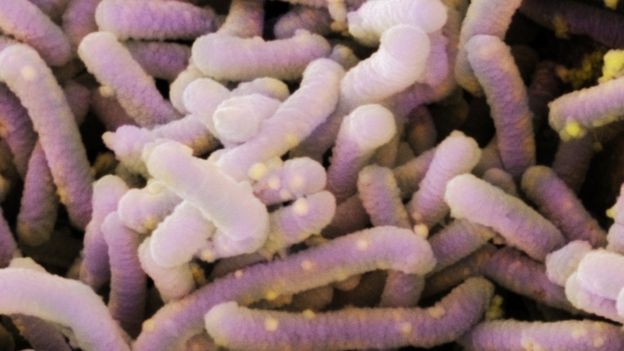 молочнокислые бактерии Lactobacillus casei