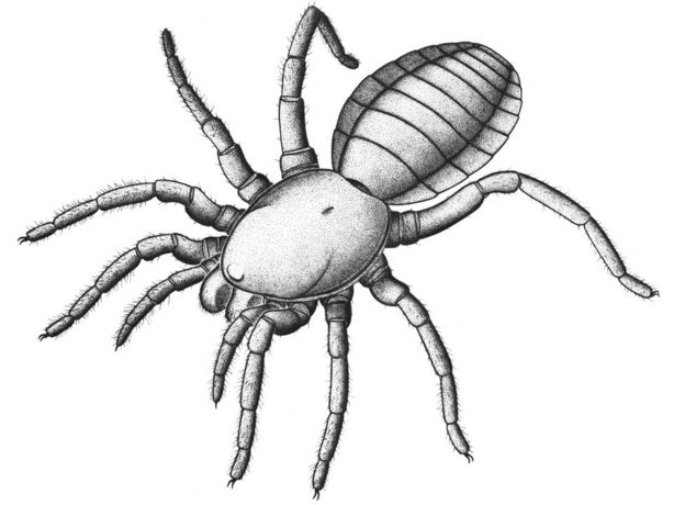 illustration of the creature