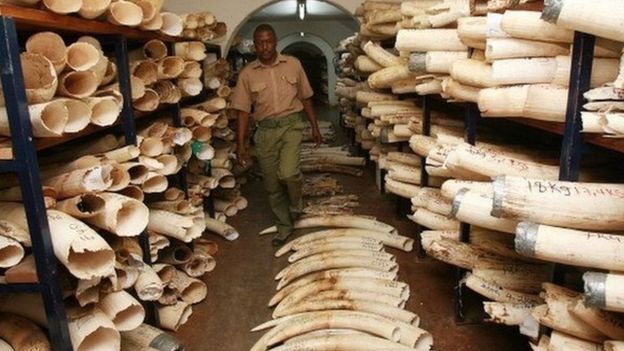 A room where elephant tusks and rhino horns are kept in Harare