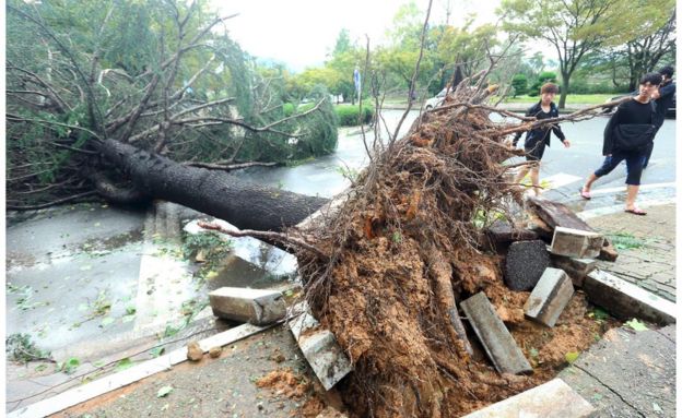 A tree uprooted by strong wind in the southern city of Changwon on 5 October 2016.