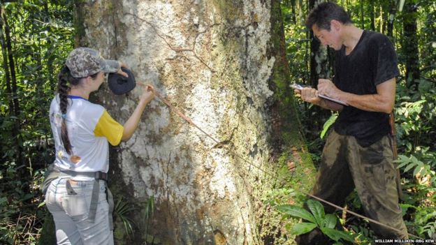 Forest survey in Mato Grosso