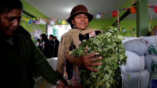 Productora de coca