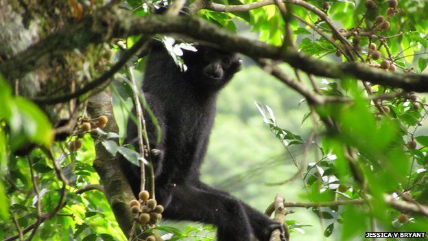 Hainan gibbon