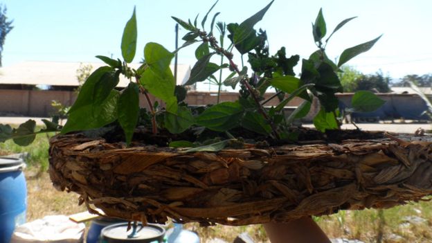 Base de BioPatch con plantas