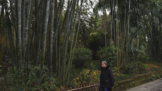 Una mujer caminando en un parque de bambú dedicado al poeta chino Du Fu, en Chengdu, China.