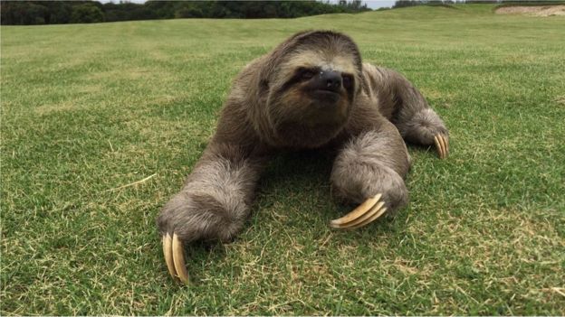 Bicho-preguiça no Campo de Golfe da Rio 2016