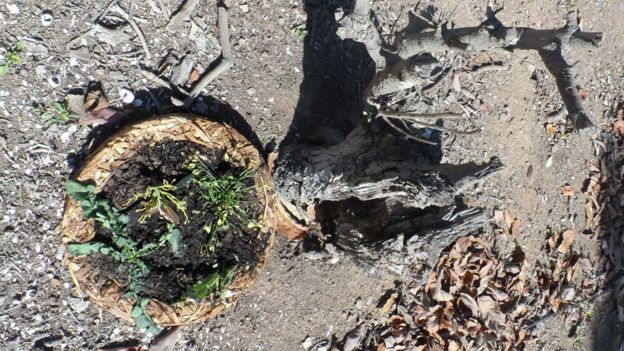 BioPatch junto a tronco de un árbol en un terreno degradado