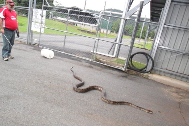 Snake found in house in Queensland, Australia
