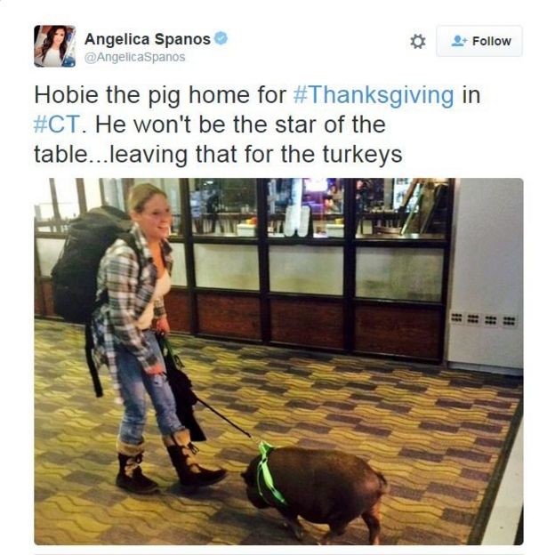 @AngelicaSpanos tweets: Hobie the pig home for #Thanksgiving in #CT. He won't be the star of the table...leaving that for the turkeys