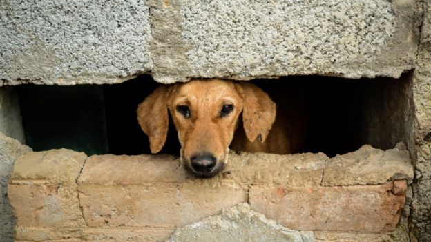 Perro de Bangalore