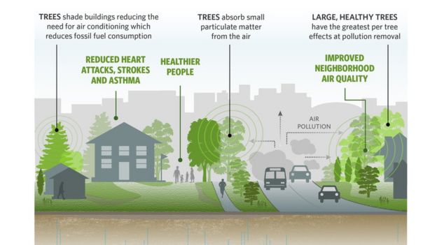 How trees cut cities' air pollution