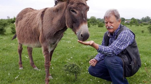 Vukadinović feeds one of his donkeys