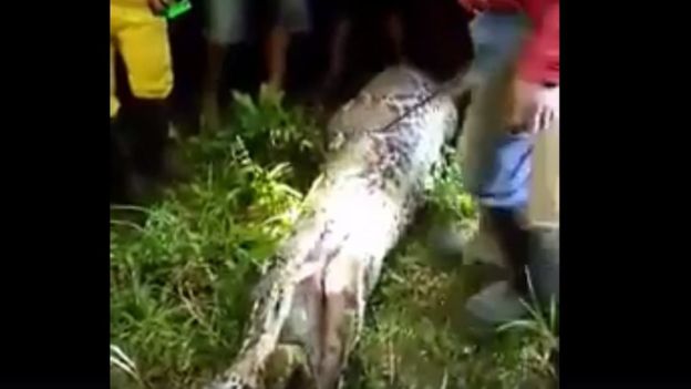 Close up of a man cutting open a huge snake with a long knife, while villagers look on. Salubiro village, Karossa, Central Mamuju, West Sulawesi, Indonesia. Published by Tribun Timur on 28 March 2017.