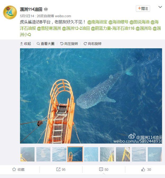 Sina Weibo post by the CNOOC WZ11-4 Platform as they spot the whale shark on 5 May 2016