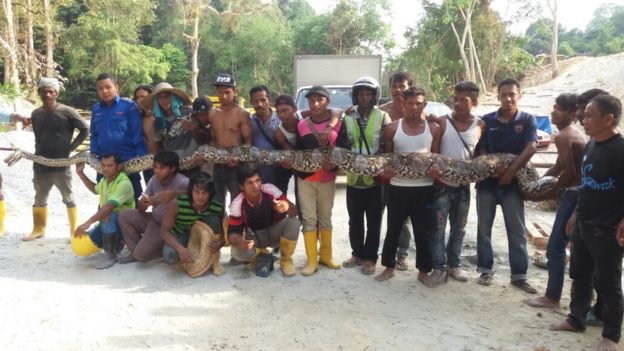 Construction workers with snake