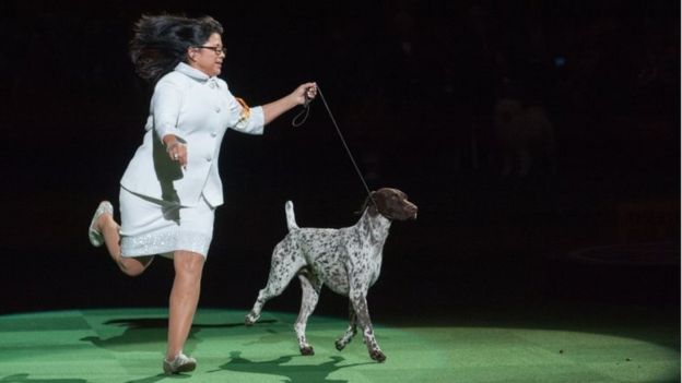 CJ a German Short Haired Pointer performs on the second day of the 140th annual Westminster Kennel Club dog show at Madison Square Garden on 16 February 2016 in New York City.