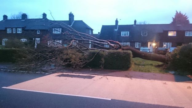 Fallen tree in Epsom