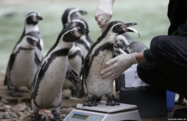 Humboldt penguins being weighed at London Zoo, UK