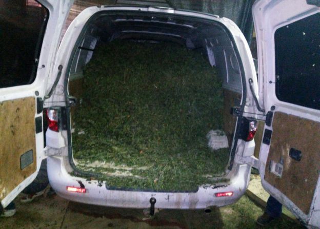 Marihuana desbordando la parte trasera de una furgoneta.
