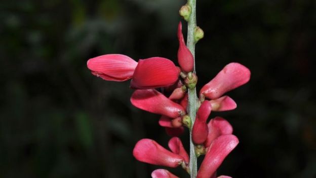 Canavalia reflexiflora