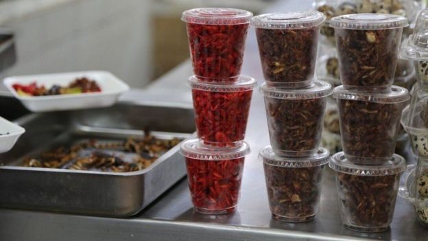 Insetos em potes plásticos
