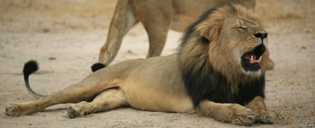 Cecil the lion pictured in Zimbabwe's Hwange National Park - 21 October 2012