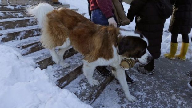 Bernie, a nine-year-old rescued Saint Bernard and his owners walk down the steps at Bethesda Fountain in the Central Park in New York