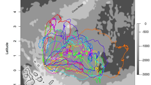 Itinerarios de colores en un mapa mostrando los trayectos de las aves