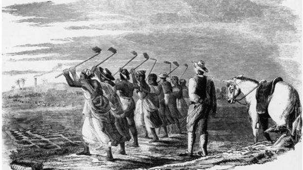 Slave workers 'cane hoeling' on a sugar plantation in the West Indies, 1849