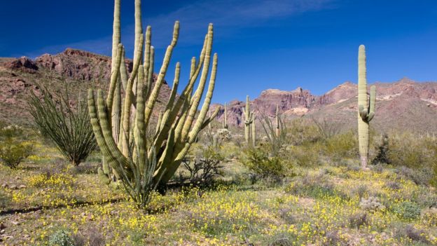 Desierto de Sonora