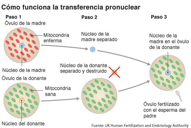 Gráfico de como funciona la transferencia pronuclear