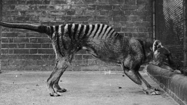 Foto do último tigre da Tasmânia mantido em cativeiro